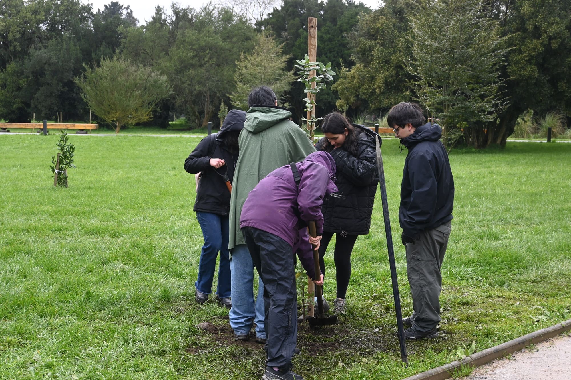 Forestacion-Temuco-07 (1)